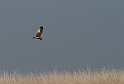 Short-eared owl - E